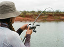 Carretilha Daiwa Steez Limited CT SV TW 70XHL em uso: brigando com o peixe, vara dobrada